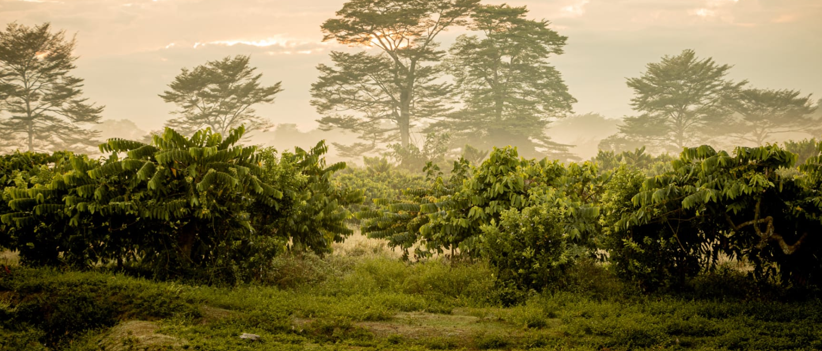 paysage de jungle verdoyante